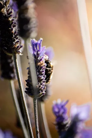 Salty Lavender brand